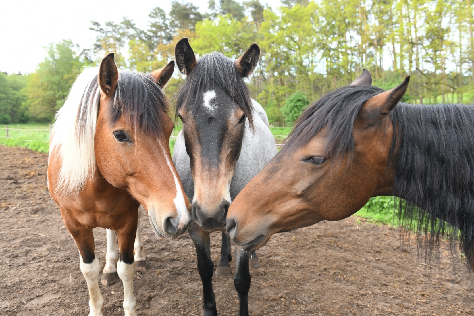 Auf dem Pferdehof Zislow gibt es verschiedene Ponys für den Reitunterricht. Pferdehof Zislow