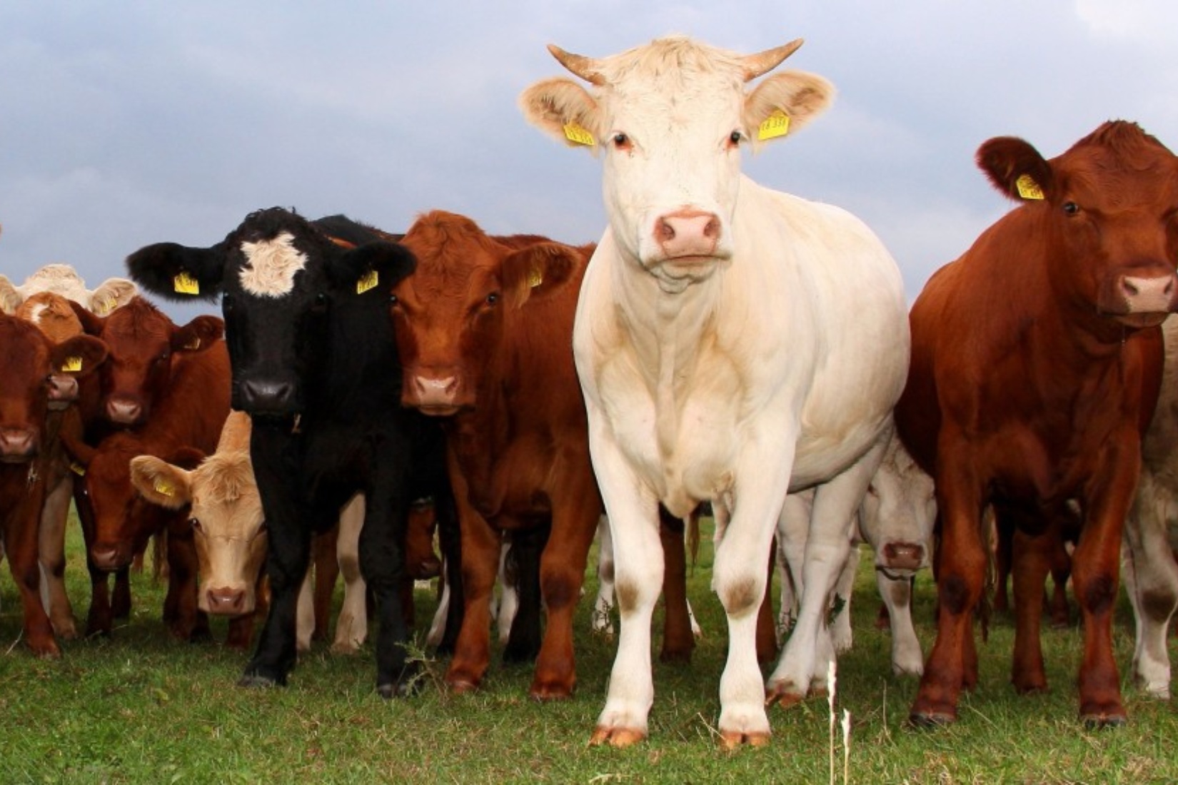 Auf dem Gut Gallin können die Tiere hautnah bestaunt werden Gut Gallin / Rasim