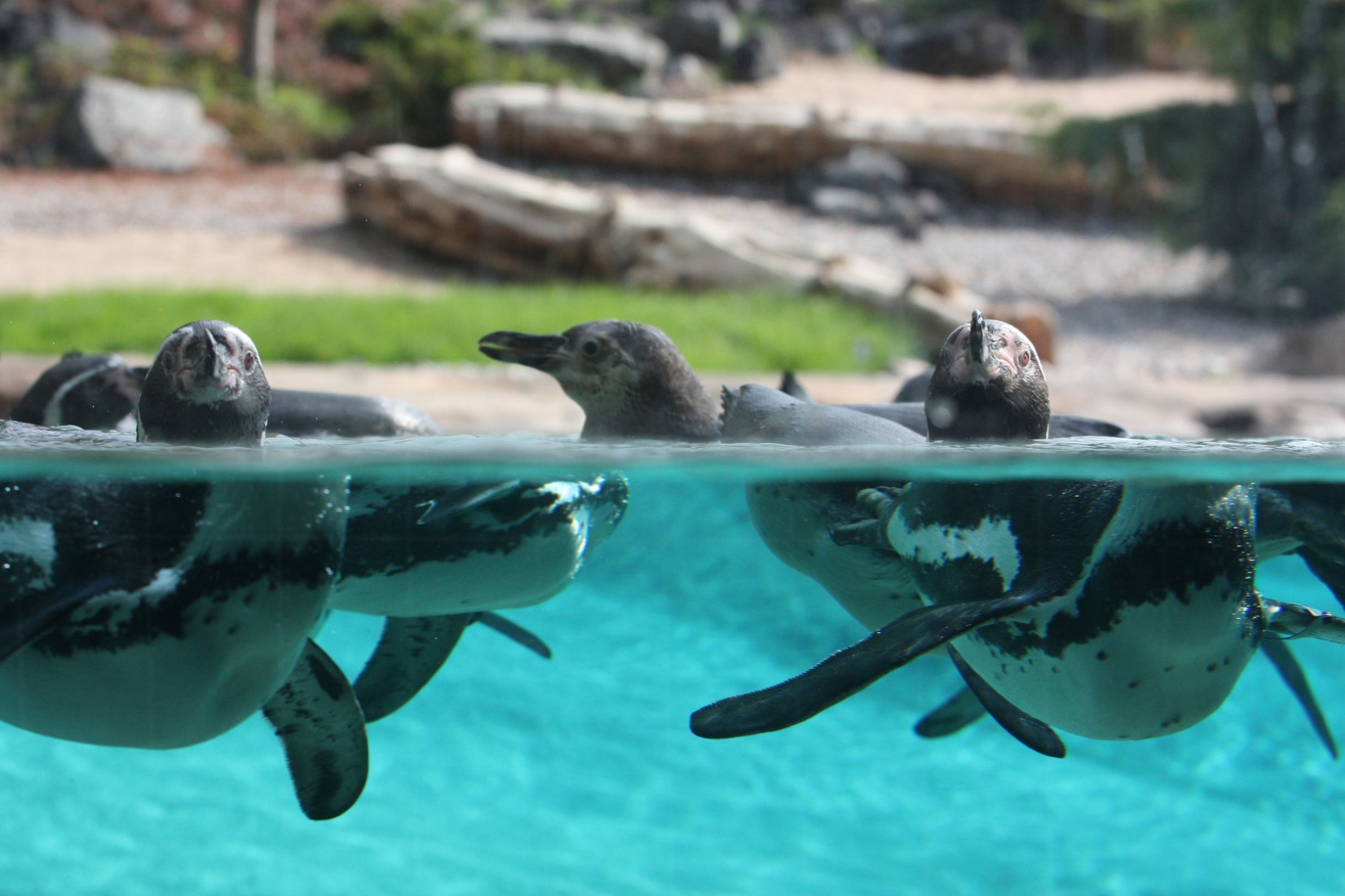 Pinguine im Polarium vom Zoo Rostock © Zoo Rostock/Braun