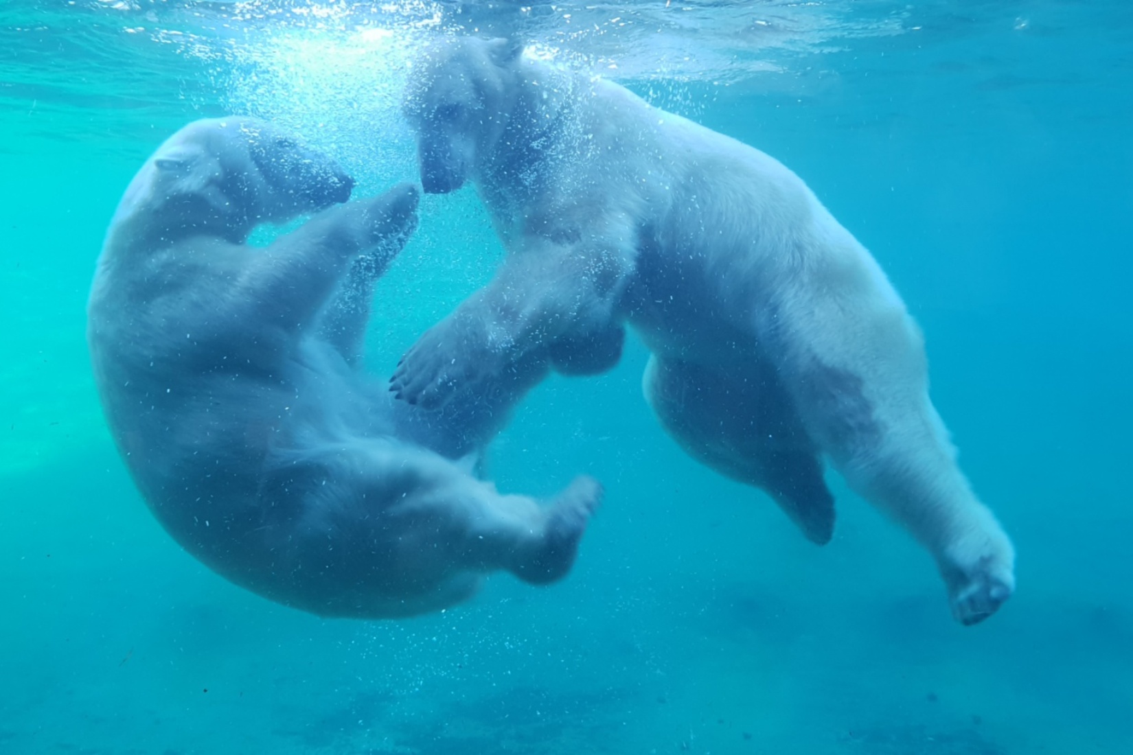 Den Eisbären ganz nah im Polarium © Zoo Rostock/Bruhn