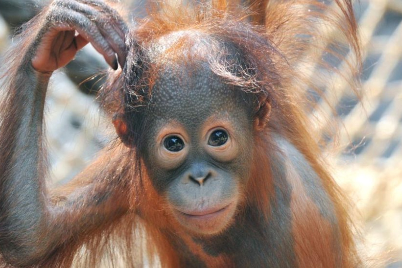 Orang-Utan Nachwuchs Surya im Zoo Rostock © Zoo Rostock/Kloock