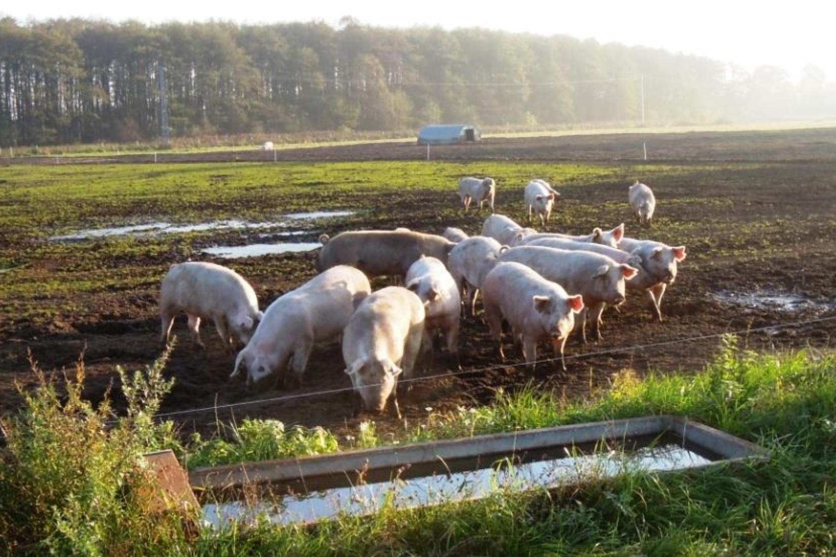 Landwirtschaftsbetrieb Hanno Offen