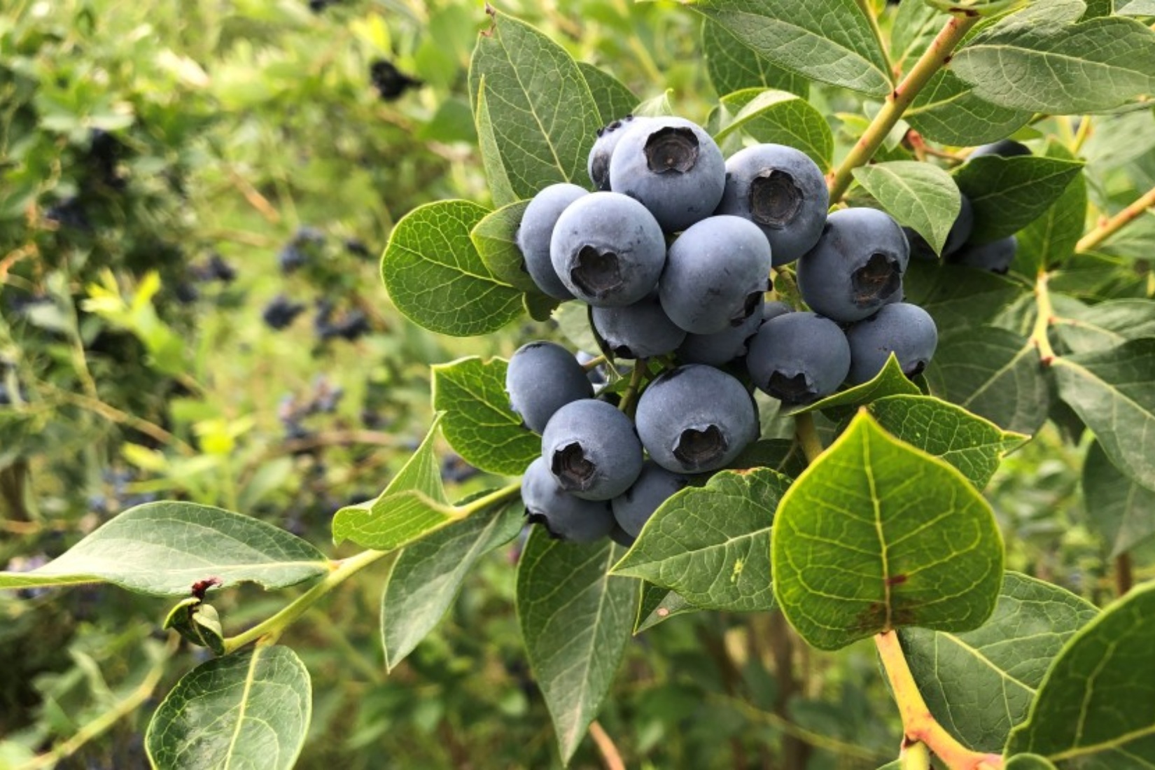 Bio Blaubeeren Picher