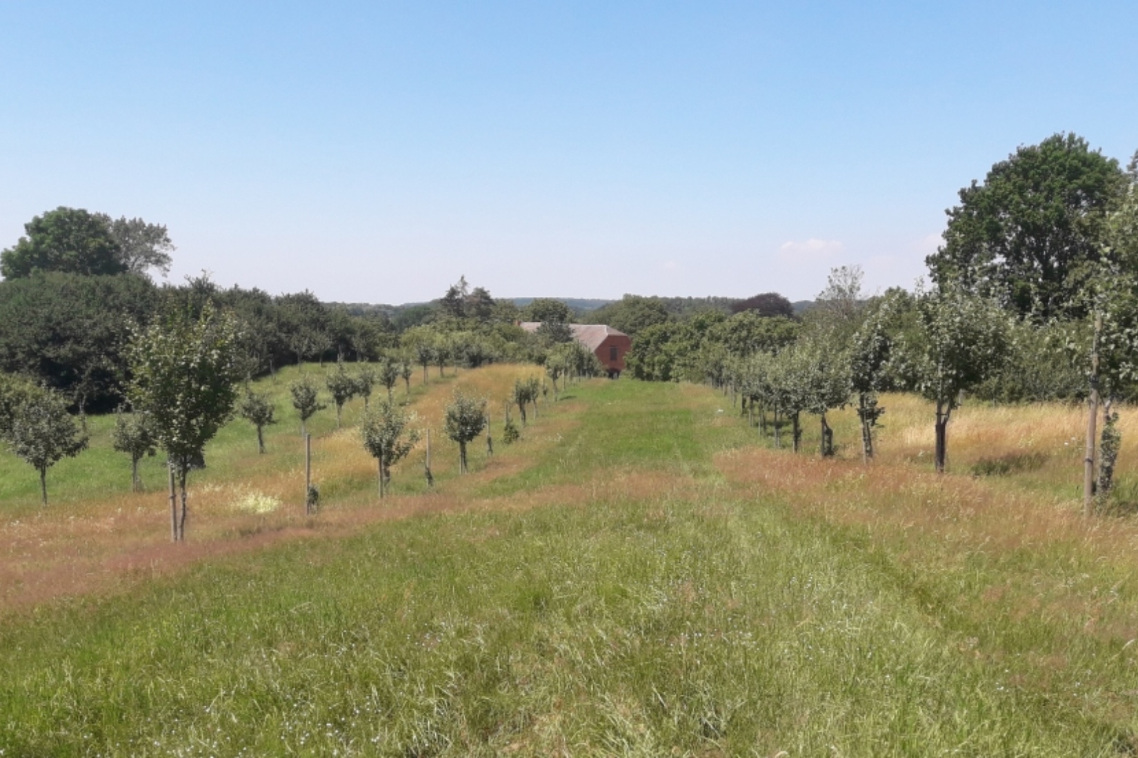 Streuobstwiese Mosterei Kneese/Paula Markert