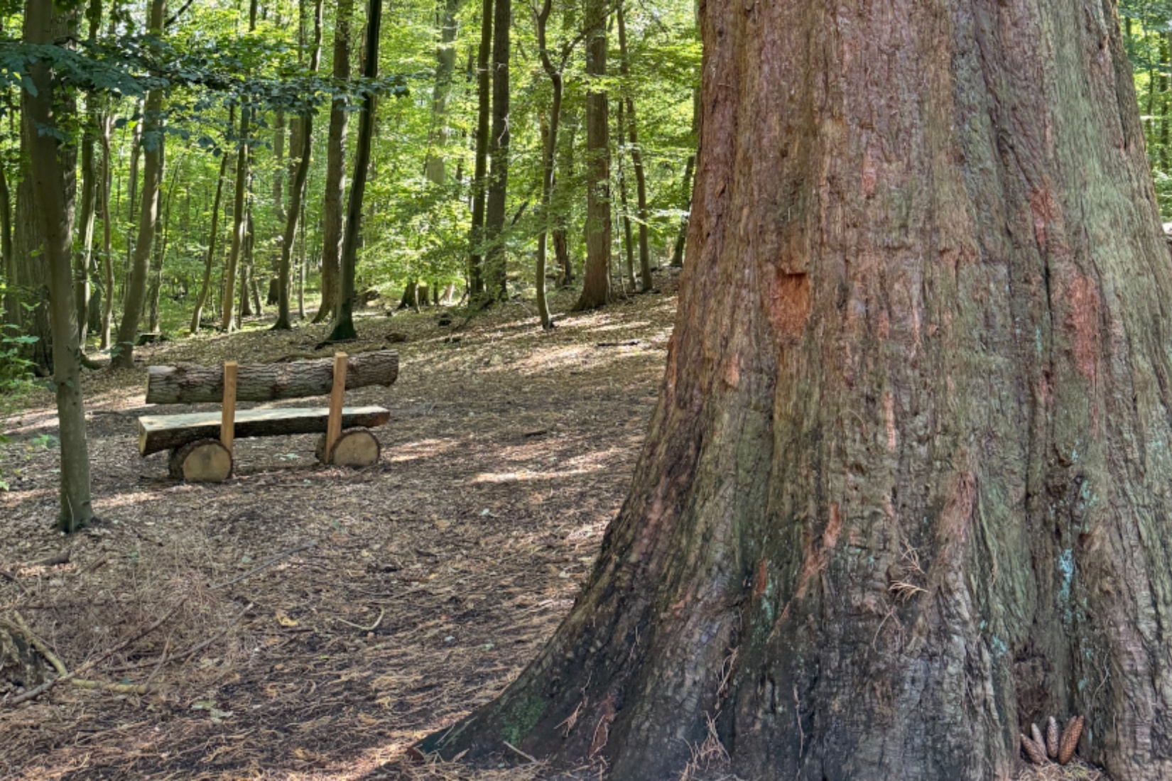 Mammutbäume im Lenorenwald &copy; Anastasia Wigger