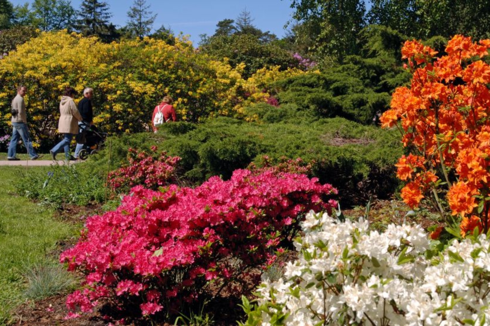 Rhododendronpark Graal-Müritz in voller Blüte © Tourismus und Kur GmbH Graal-Müritz, A. Rudolph