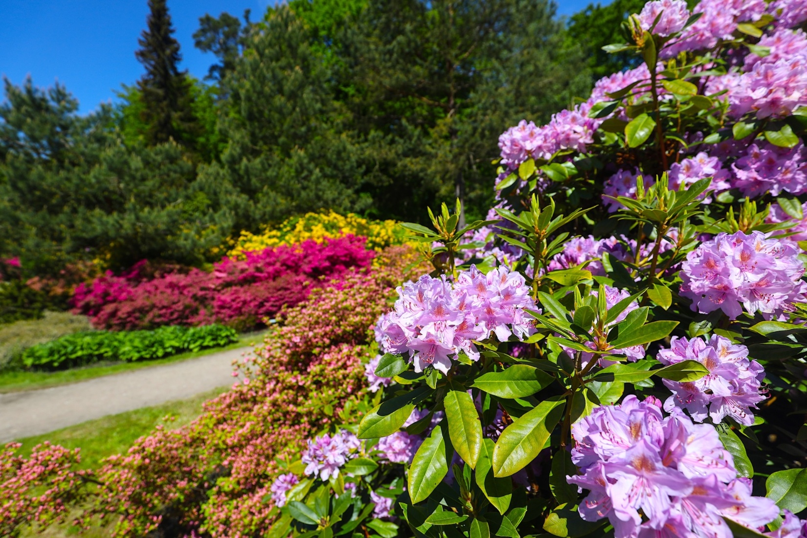 Farbenfrohe Rhododendren im Ostseeheilbad Graal-Müritz – ein Paradies für Naturliebhaber und Spaziergänger. © TMV/Gohlke