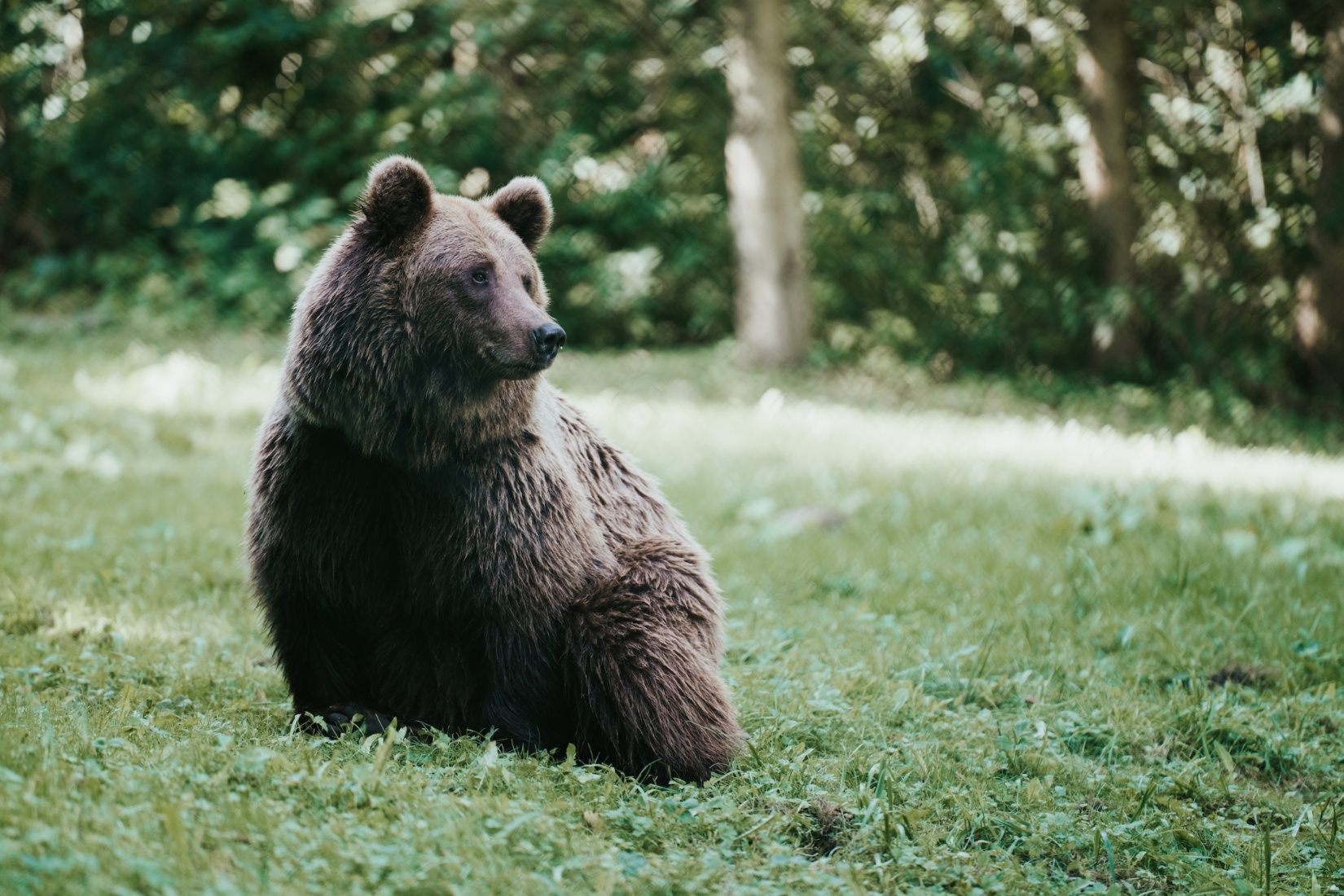 Ruhig sitzt der Braunbär auf der Wiese, sein dichtes Fell glänzt im Licht, das durch die Baumkronen fällt. Im Bärenwald Müritz bei Stuer finden gerettete Bären ein artgerechtes Zuhause auf 16 Hektar Wald. Hier lässt sich beobachten, wie die Tiere in ihrem natürlichen Rhythmus leben – ein berührendes Naturerlebnis. 1000seen.de
