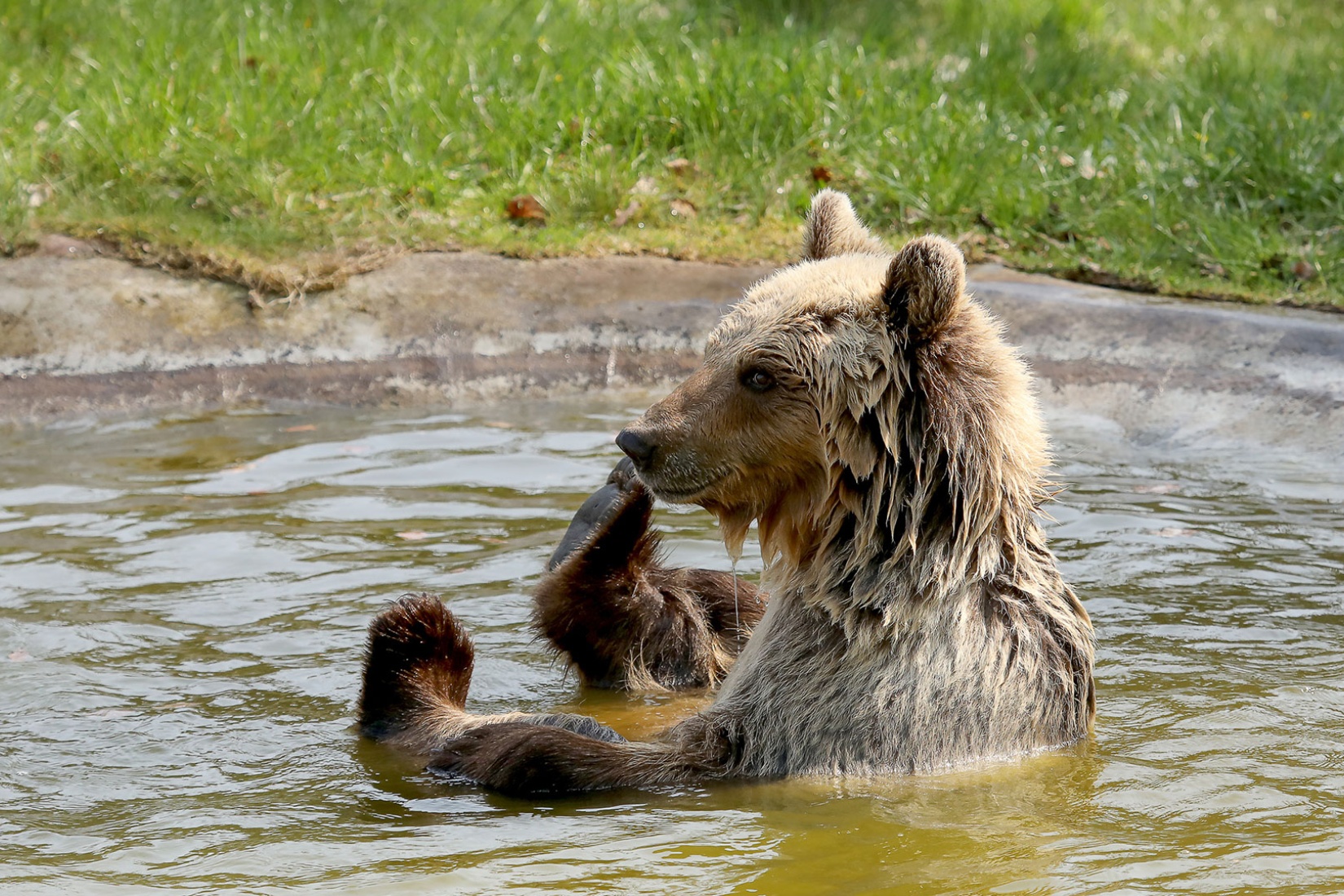 Braunbärin Luna beim Baden im BÄRENWALD Müritz Thomas Oppermann