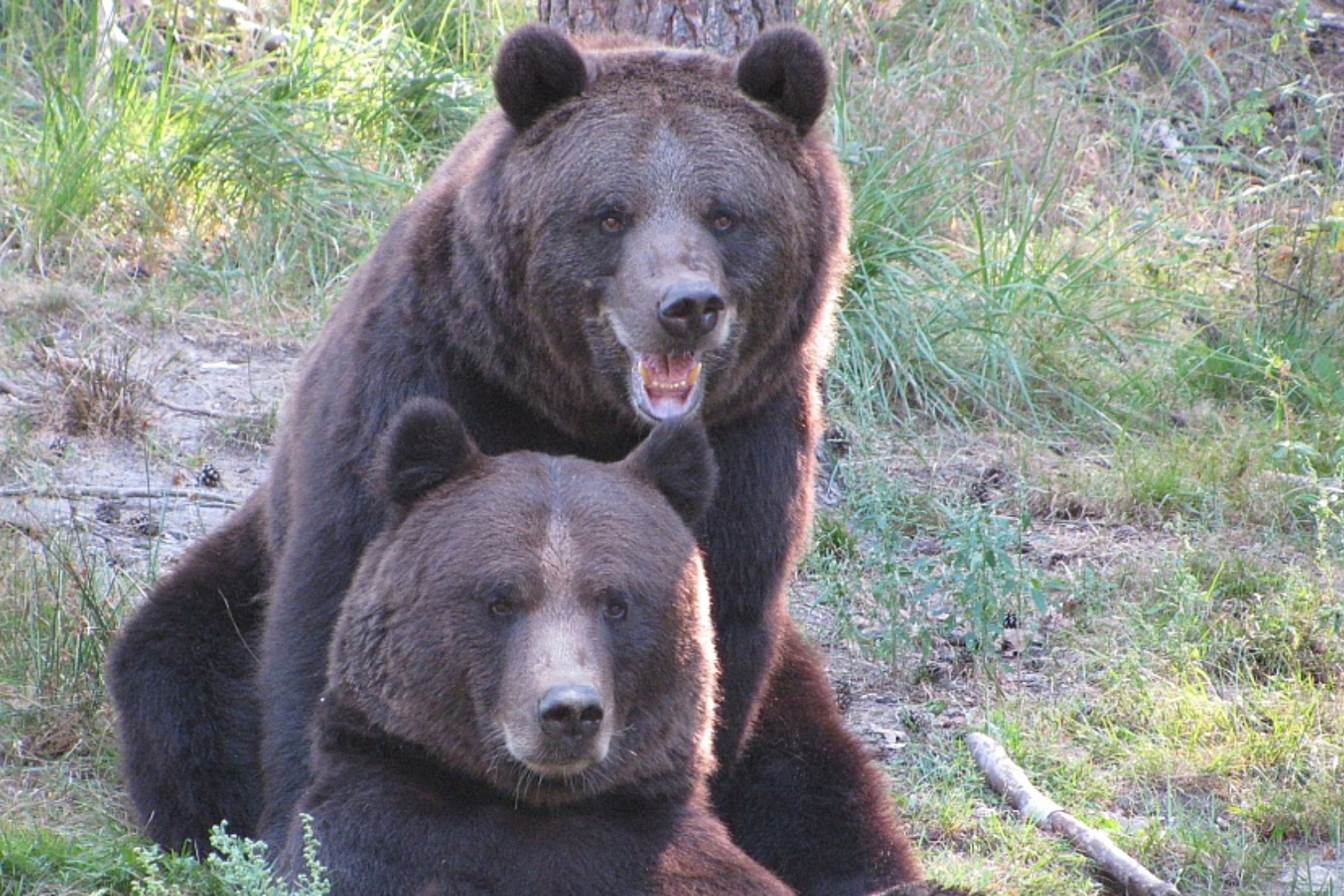 Die Braunbären Fred und Frode gehören zu den Besucherlieblingen Wildpark-MV