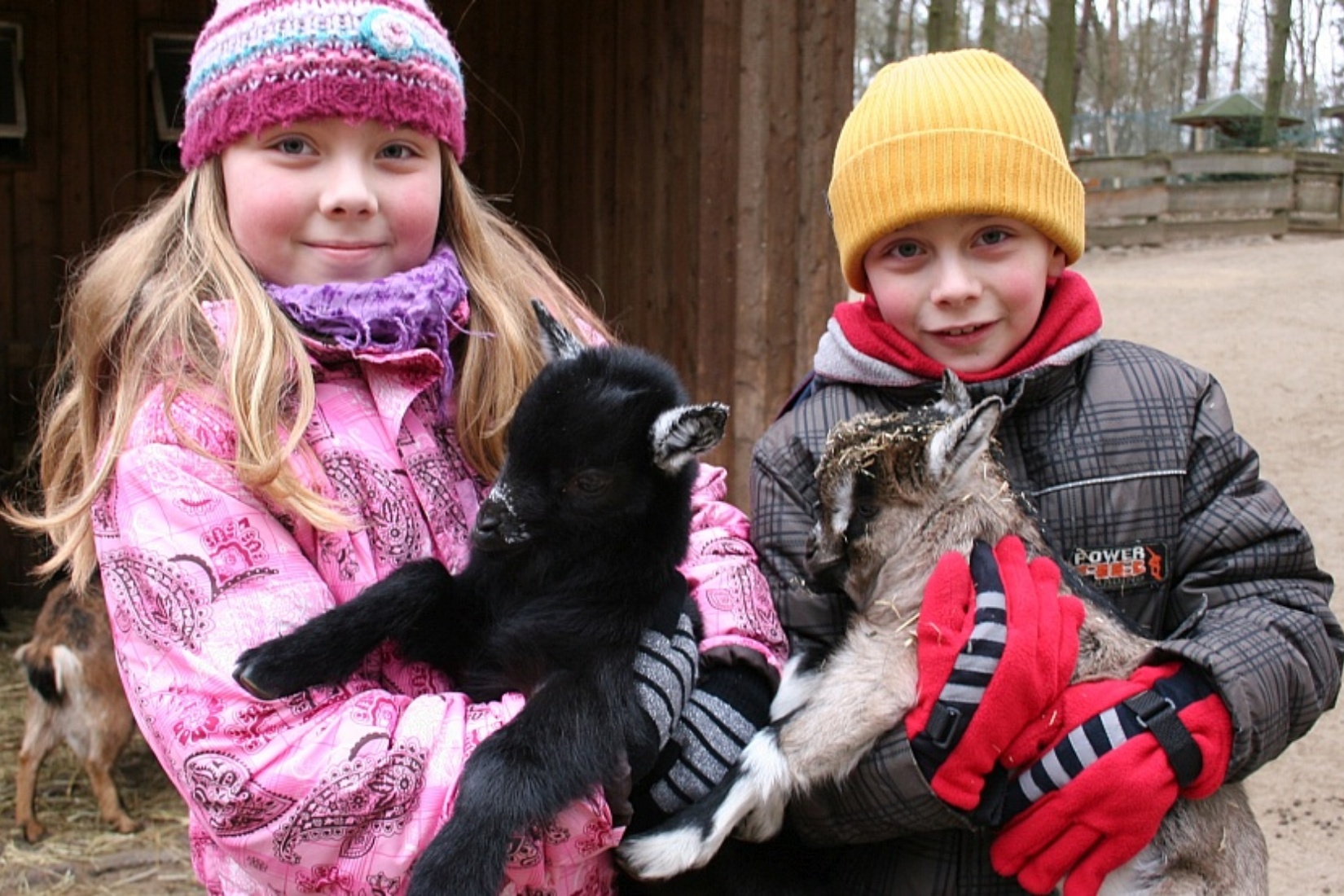 Besonders beliebt bei den Kindern: der Streichelzoo und weitere begehbare Gehege Wildpark-MV