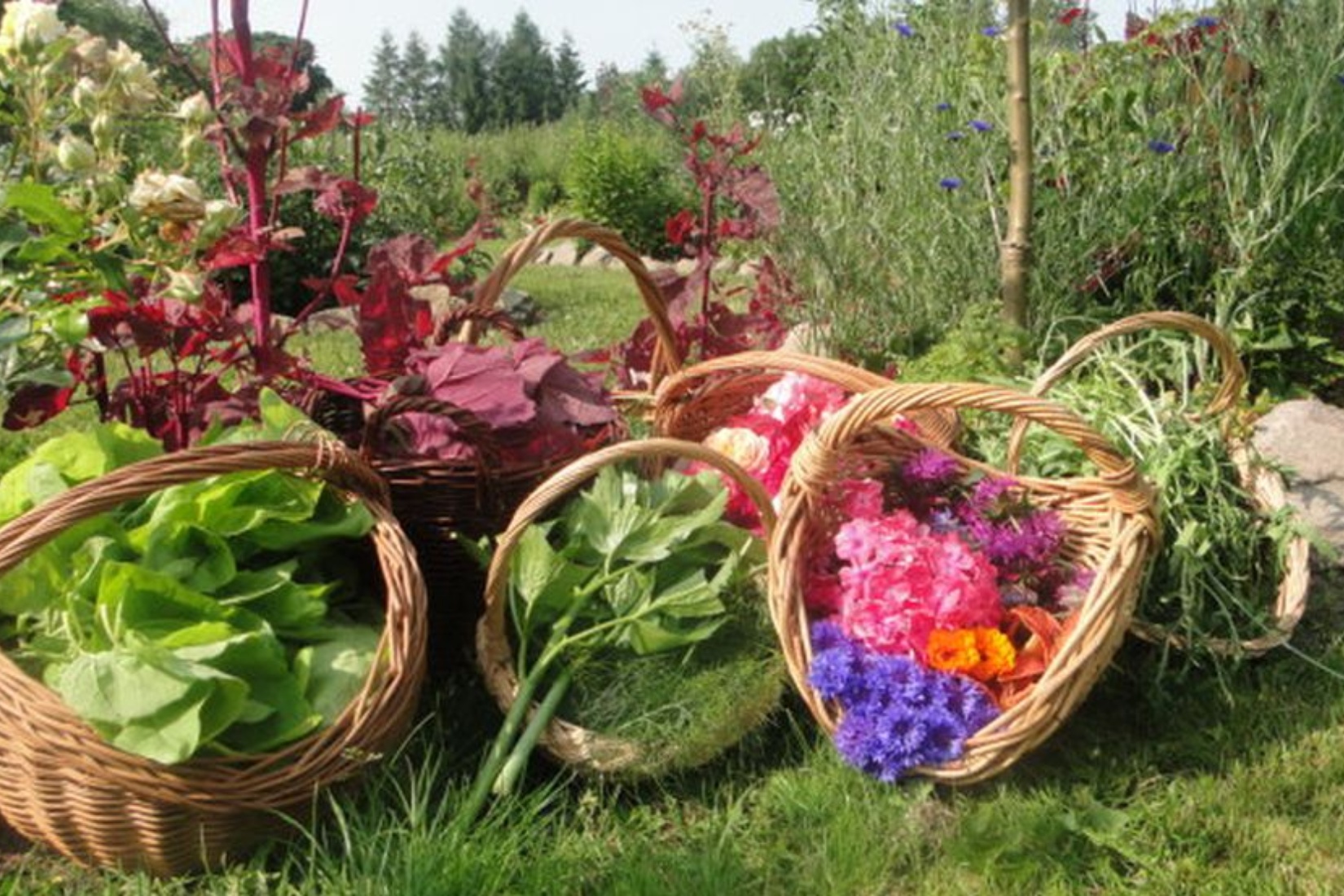 Eine Gartenernte © Ute Linke