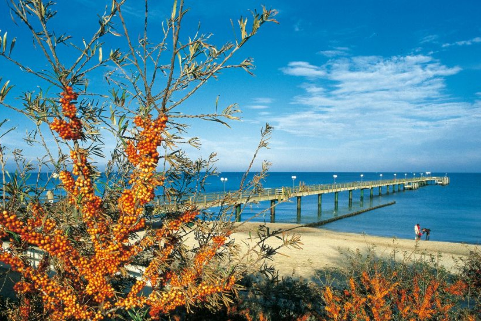 Sanddorn vor der Seebrücke von Kühlungsborn © TMV, Thomas Grundner