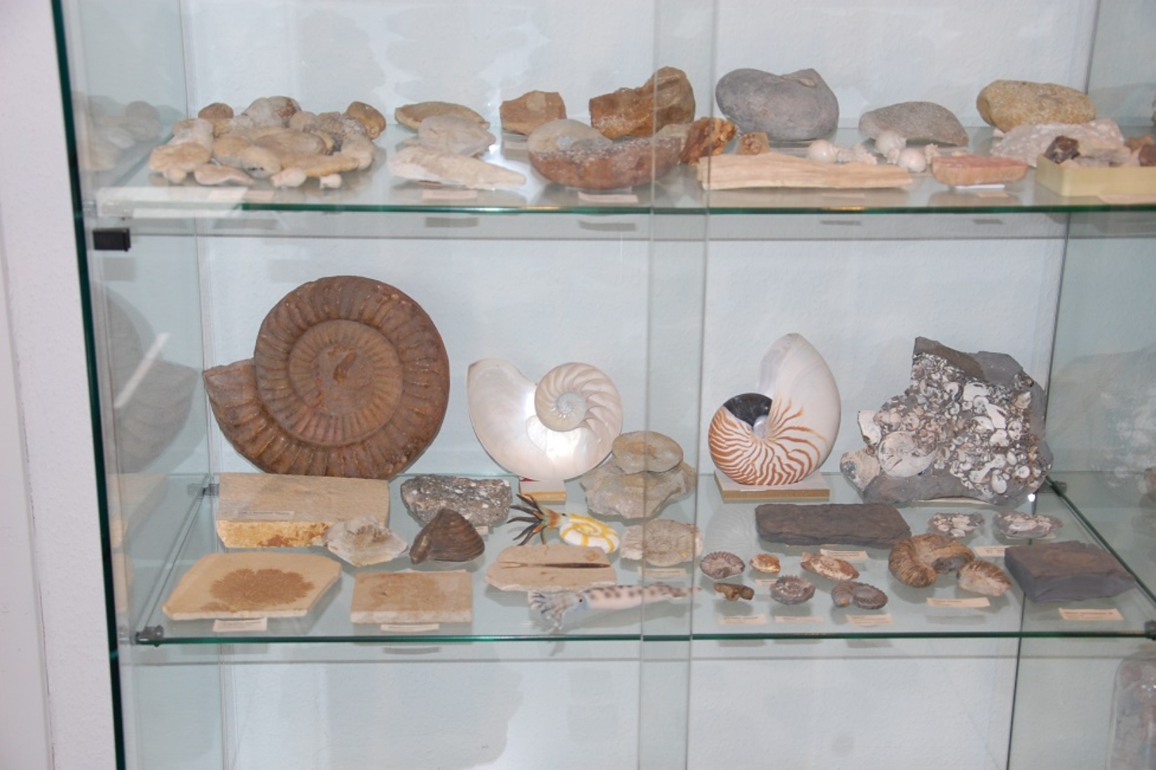 Die private Fossiliensammlung des Heimatkundlers H. J. Bötefür ist Bestandteil der Ausstellung. Gabriele Skorupski