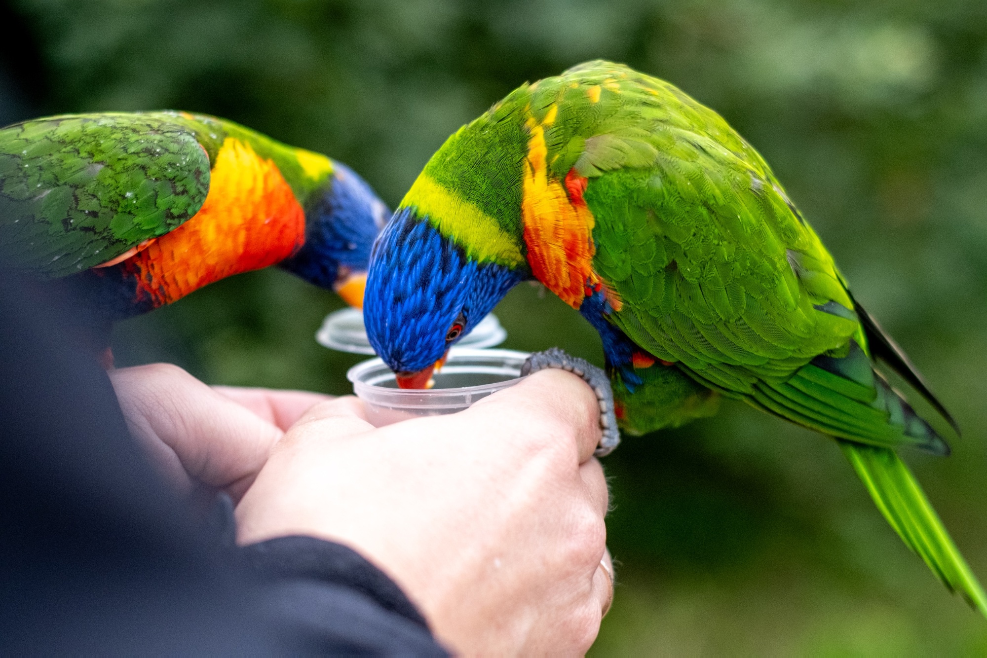 Vogelpark Marlow