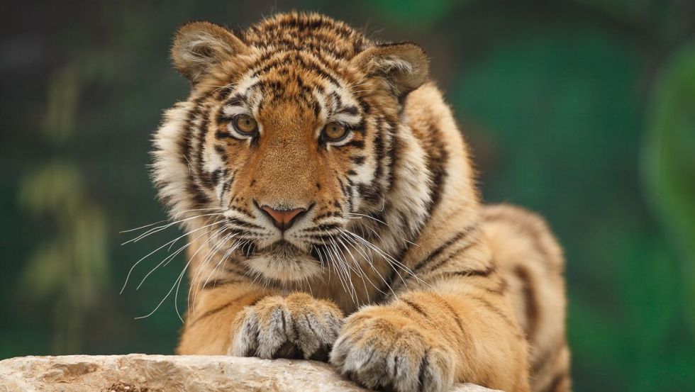 Erlebnis & Tigerpark Dassow