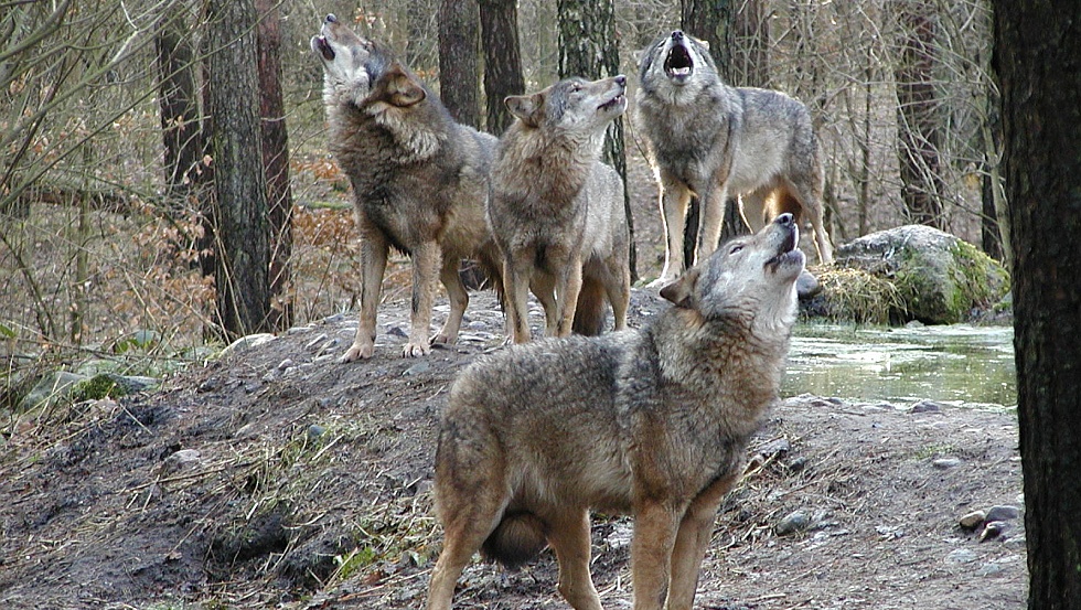 Wildpark-MV